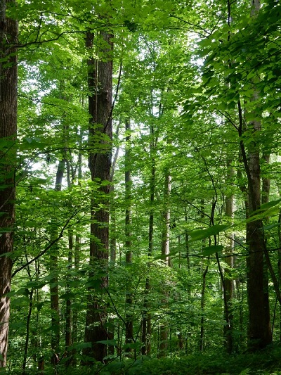 Champion Trees | Georgia Forestry Commission